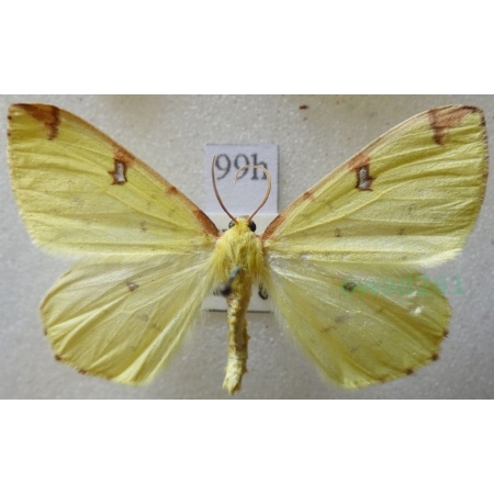 Opisthograptis luteolata (Linnaeus, 1758) male Mokosz cierniowiak Czech99h